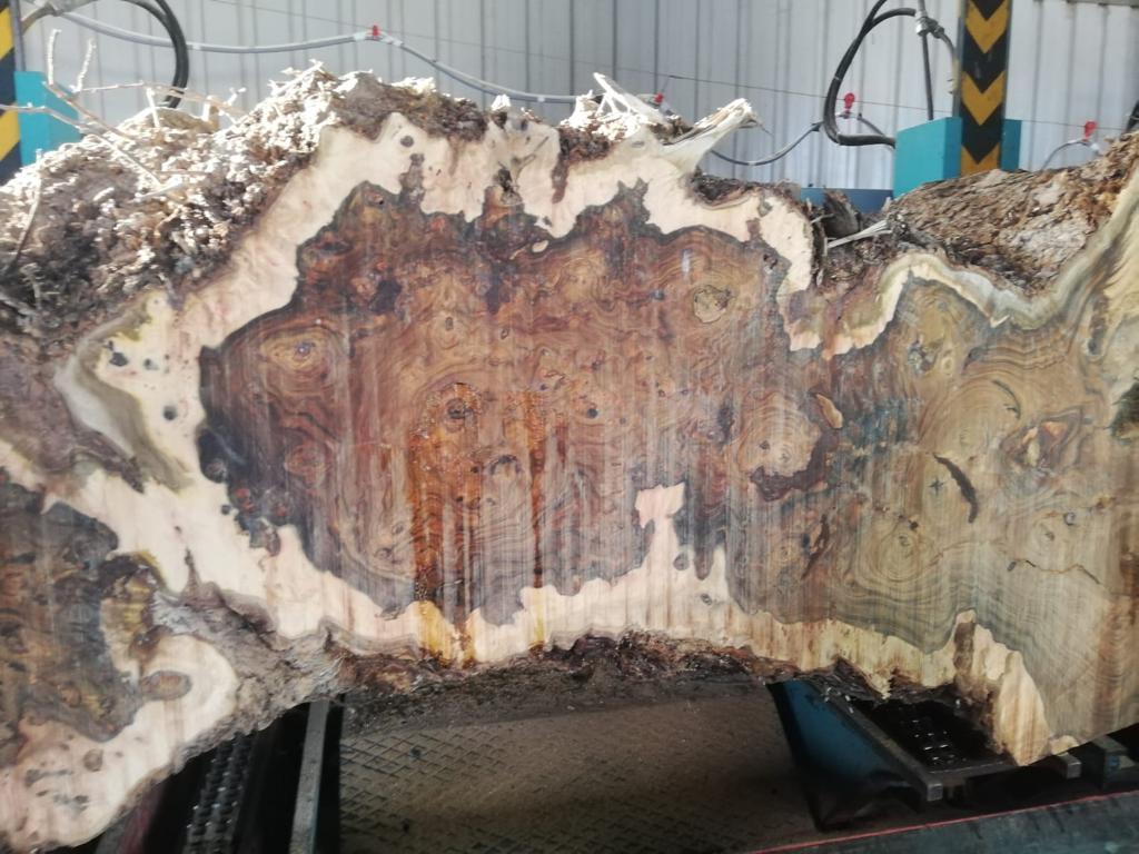 Gürcistan Tomruk Kesimi